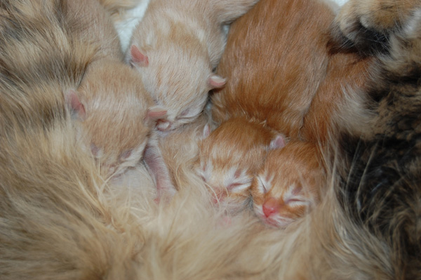 die R-chen - 1 Tag alt.jpg